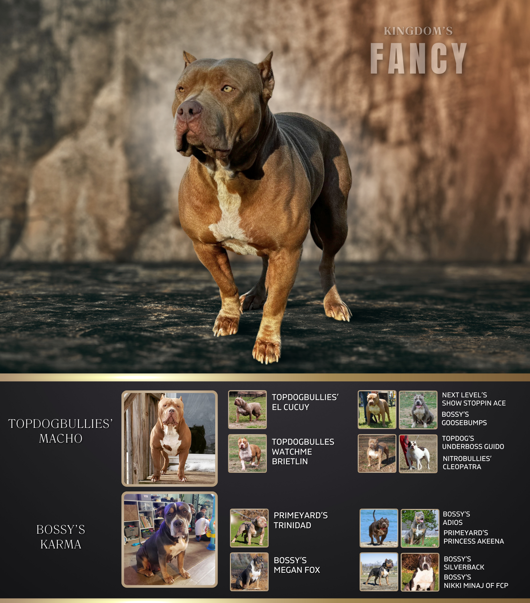 KBK Fancy topdogbullies bossy kennels bloodline el cucuy granddaughter ticked fawn xl bullies (1)