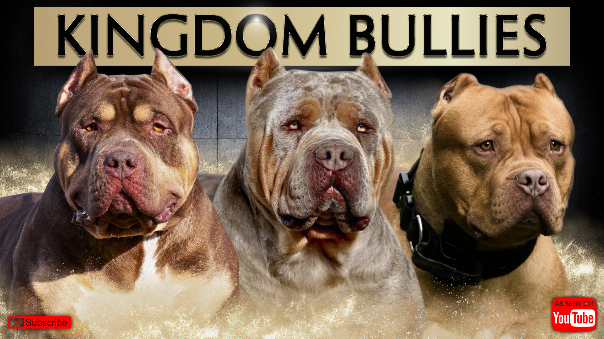 KBK Header XL American Bullies for sale in Indiana. Merle, Lilac, chocolate, tri, and blue Bully XL puppies for sale.