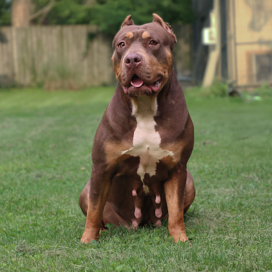 You are currently viewing Topdog’s Rehab