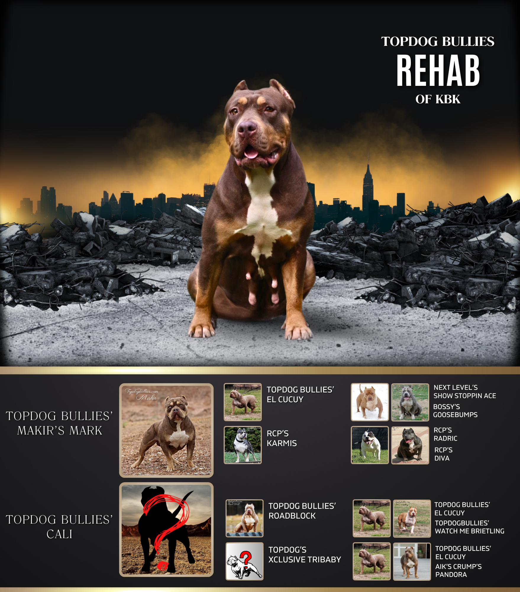 Topdog Bullies Rehab topdogbullies bossy kennels bloodline el cucuy granddaughter chocolate tri xl bullies