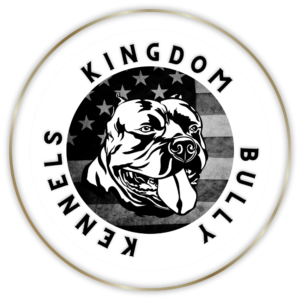 kingdom bully kennels aka kingdom bullies from youtube xl american bully breeders american bully puppies for sale