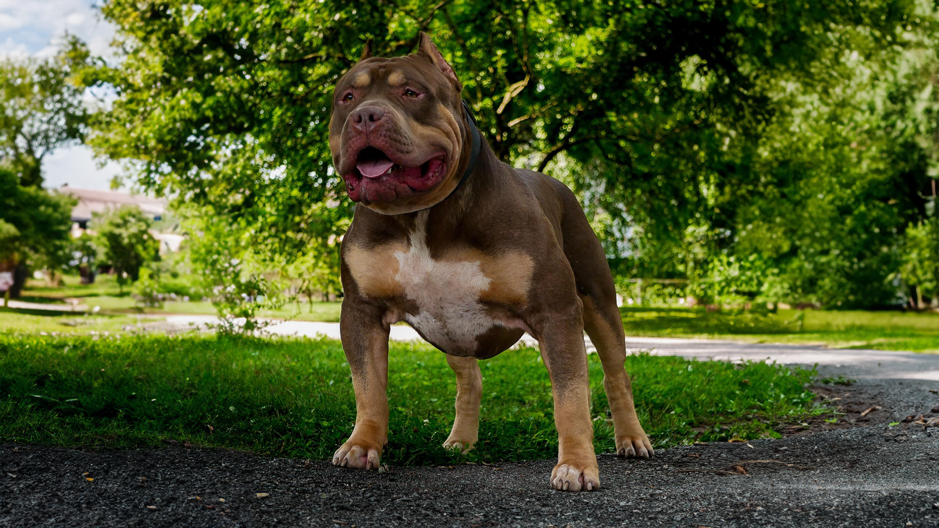 Read more about the article When Do XL American Bullies Stop Growing?