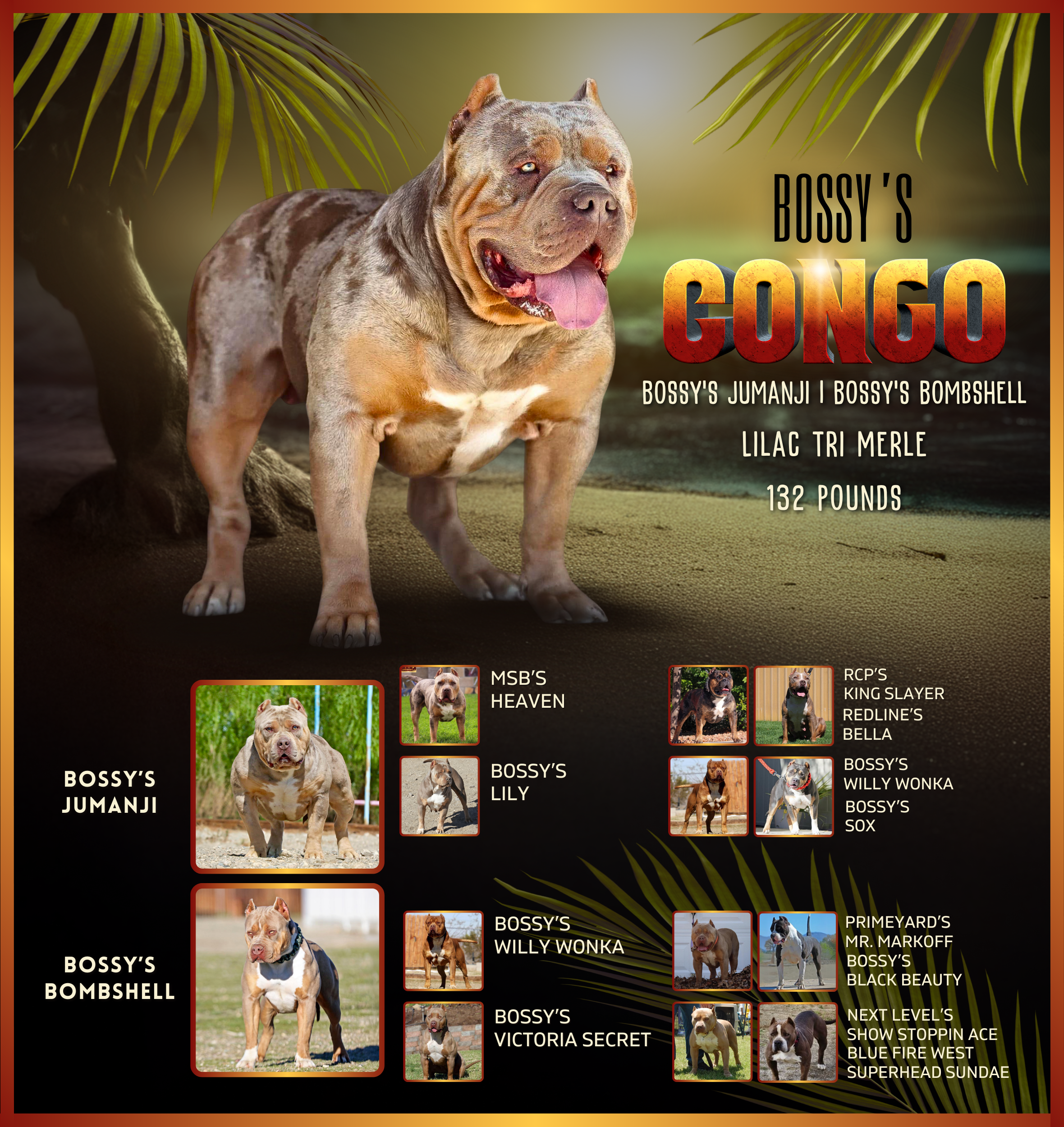 Bossy's Congo Pedigree Banner Lilac Tri Merle XL Bully and son of Bossy's Jumanji