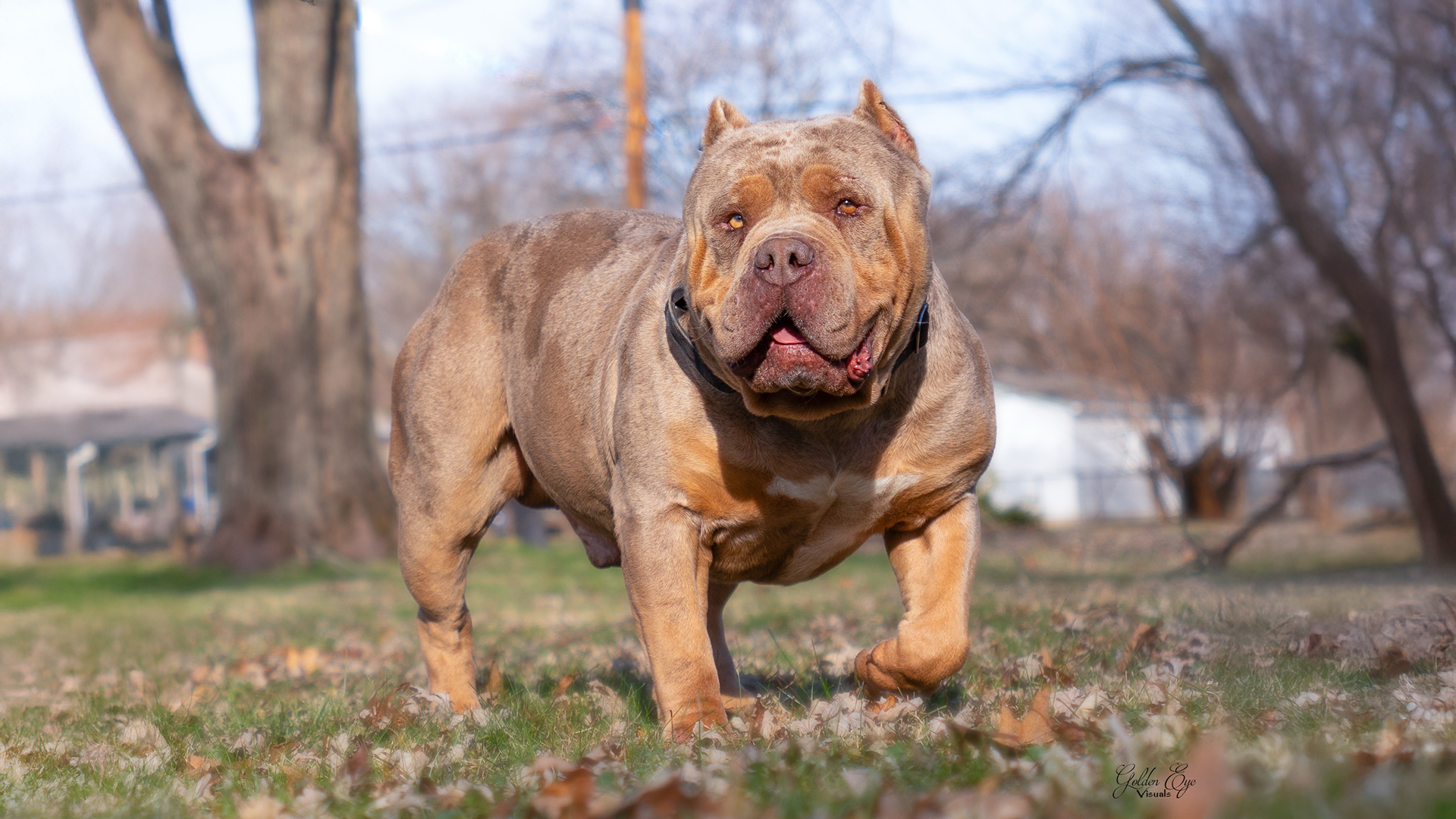 Read more about the article Meet Our New Stud: Bossy’s Congo