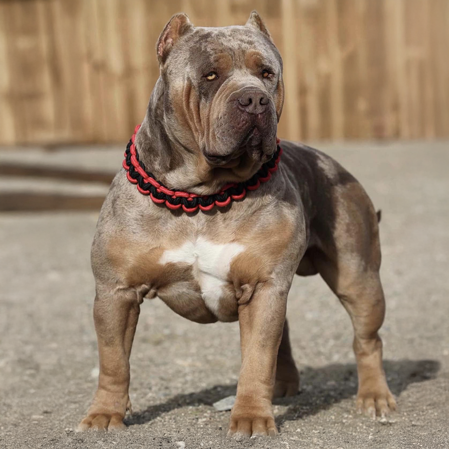 bossy's congo is a lilac tri merle xl american bully and the son of bossy's jumanji