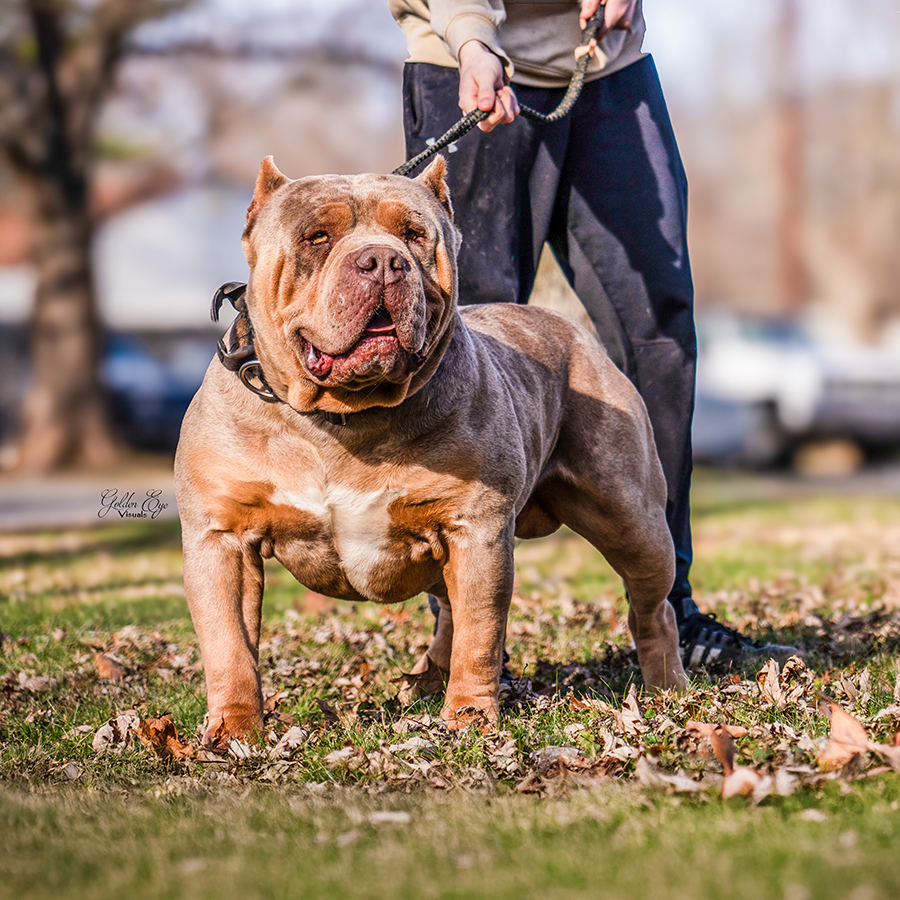 world renowned xxl bully stud Bossy's Congo of Kingdom Bully Kennels son of jumanji