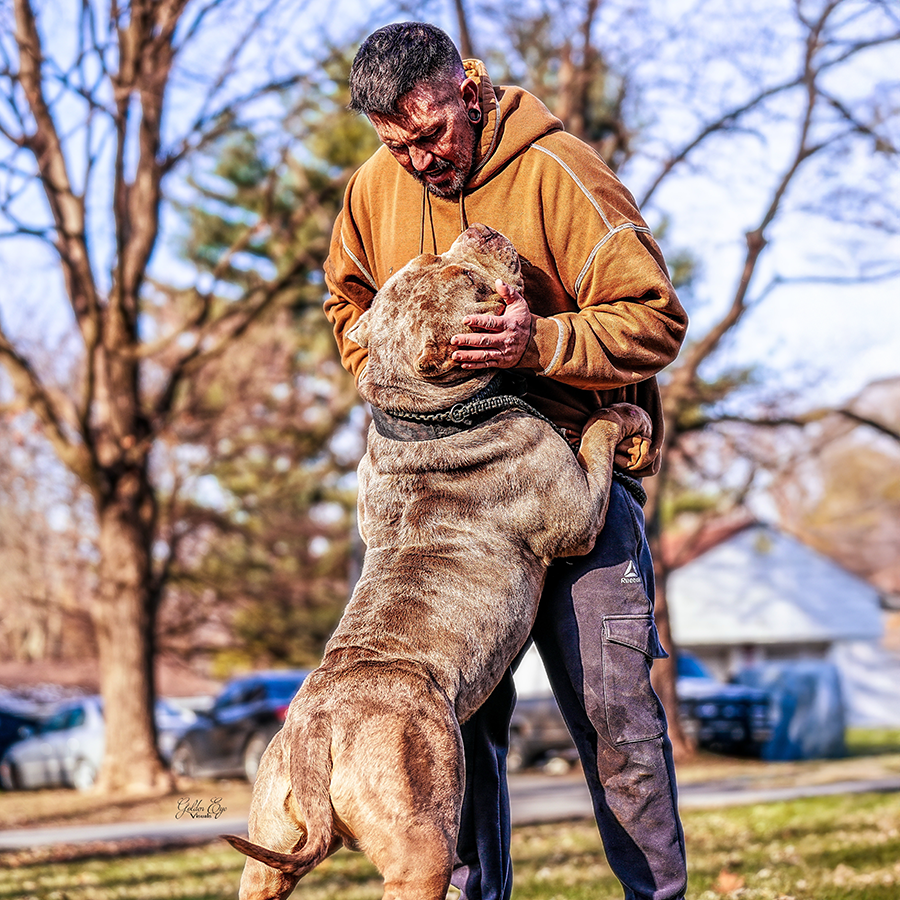 world renowned xxl bully stud Bossy's Congo of Kingdom Bully Kennels