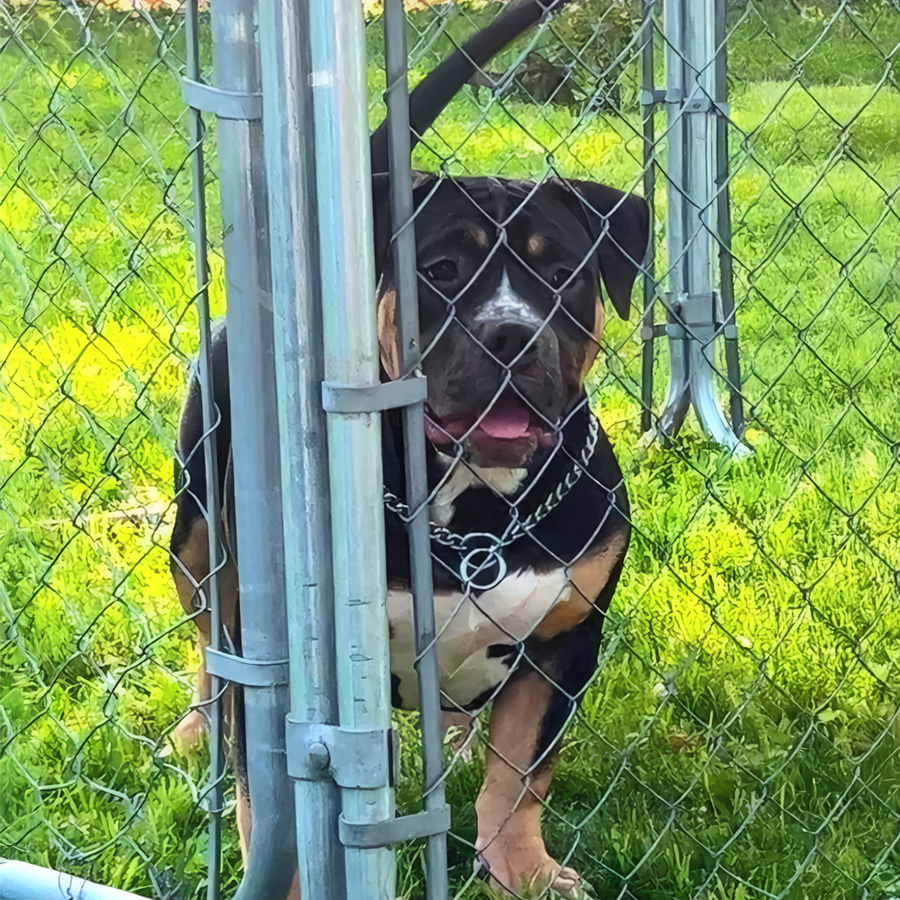 KBK Poundcake black Tri XL American Bully